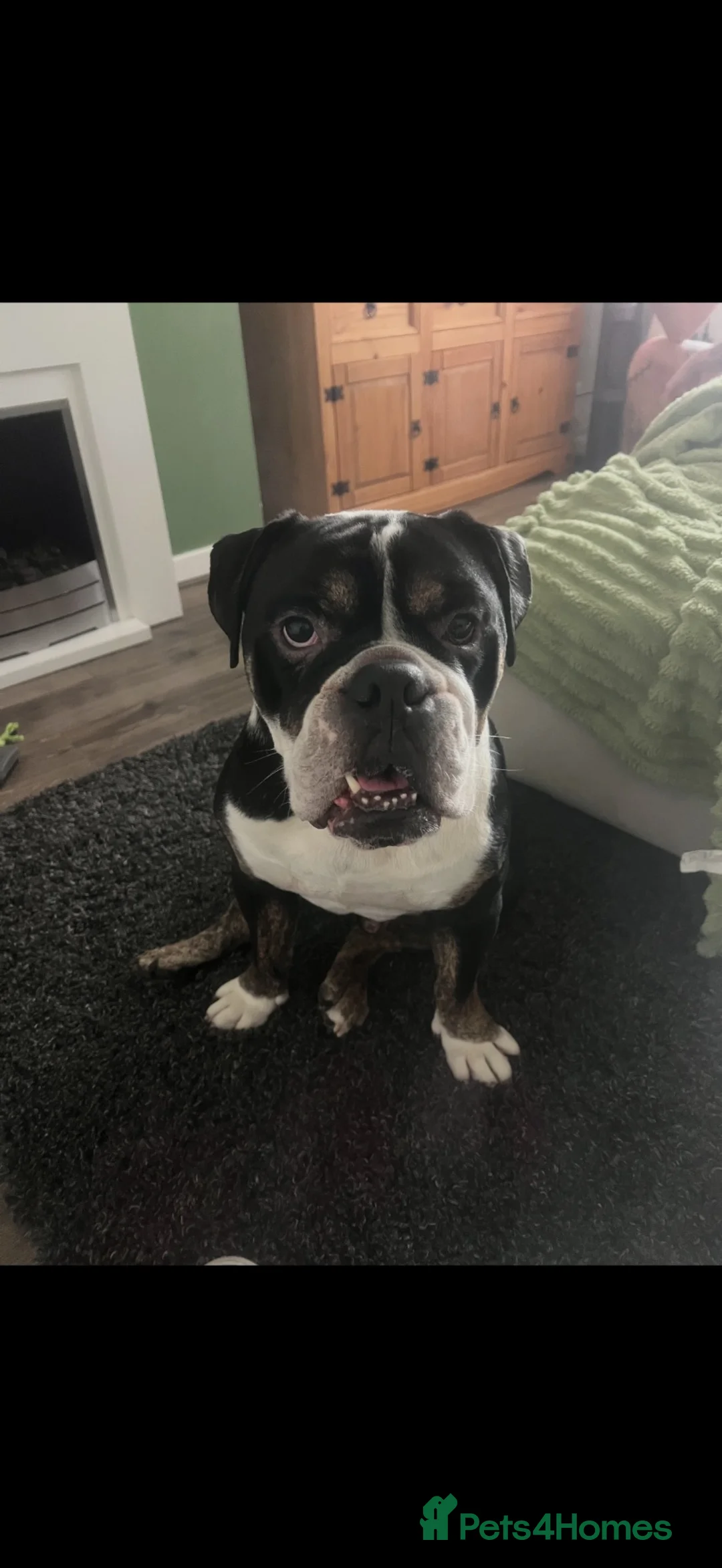 English Bulldog dogs for sale: English bulldog  in Sunderland - Advert 2