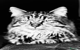 Maine Coon cats for sale: Beautiful Genie 3/4 Maine Coon entire female  - Image 4