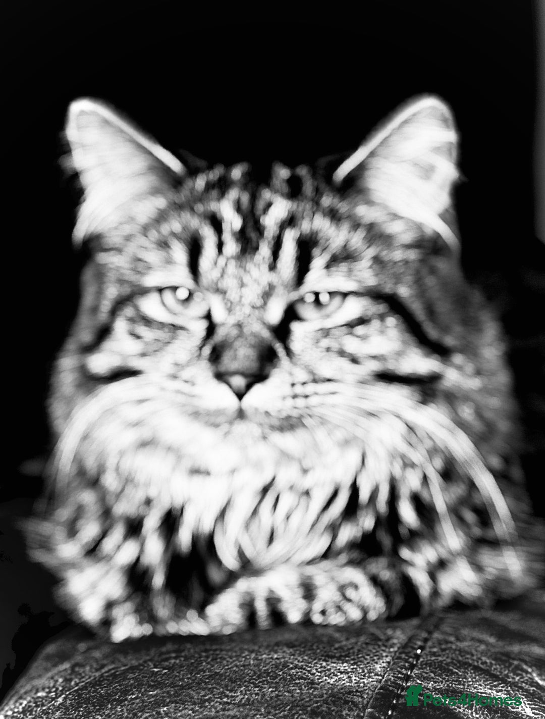 Maine Coon cats for sale: Beautiful Genie 3/4 Maine Coon entire female  - Image 4