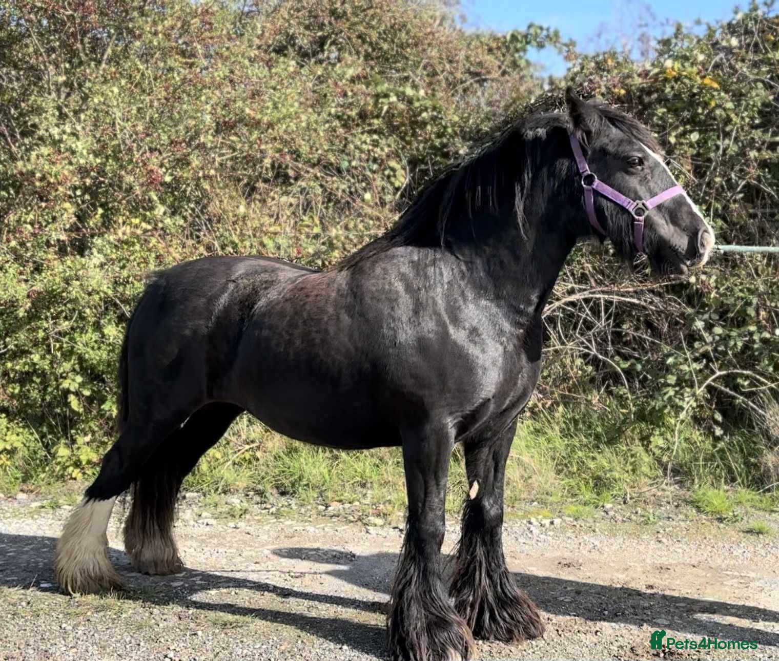 Irish Cob horses Heavy 14.1hh cob mare  - Advert 3