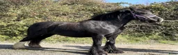 Irish Cob horses for sale: Heavy 14.1hh cob mare  - Advert 1