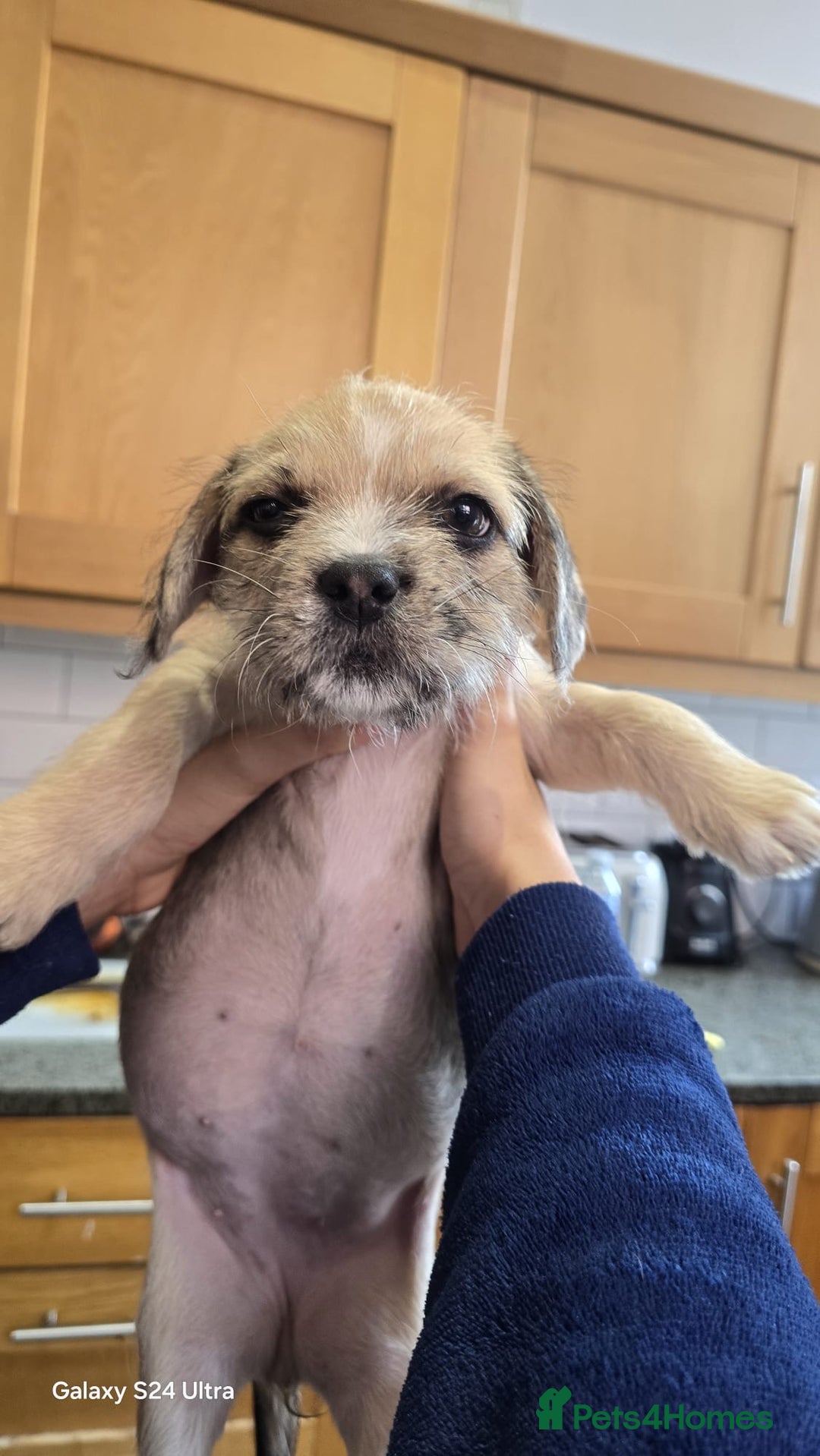 Mixed Breed dogs for sale: froodle french bulldog x poodle - Image 2