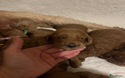 Mini Goldendoodle dogs for sale: Top Quality Miniature Goldendoodle puppies - Image 7