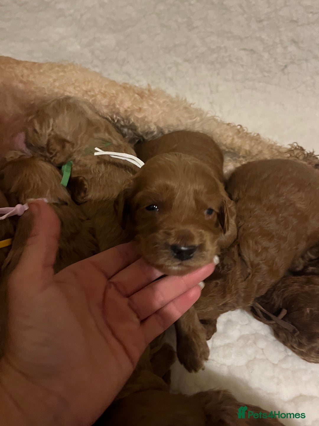 Mini Goldendoodle dogs for sale: Top Quality Miniature Goldendoodle puppies - Image 7