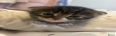 Norwegian Forest Cat Kitten 1