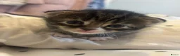 Mixed Breed cats for sale: 3 stunning female tabby kittens available.  - Advert 2
