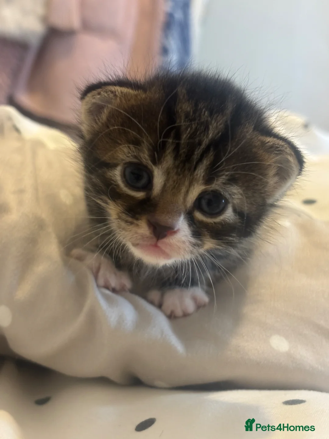 Mixed Breed cats for sale: 3 stunning female tabby kittens available.  - Advert 2