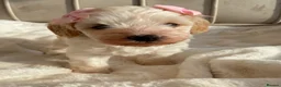 Cavapoochon dogs for sale: Gorgeous Toy Cavapoochons, Health Tested Parents in London - Advert 8