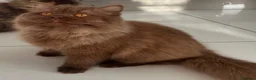 British Longhair cats for sale: Cinnamon British long hair girl 🧡 - Advert 16