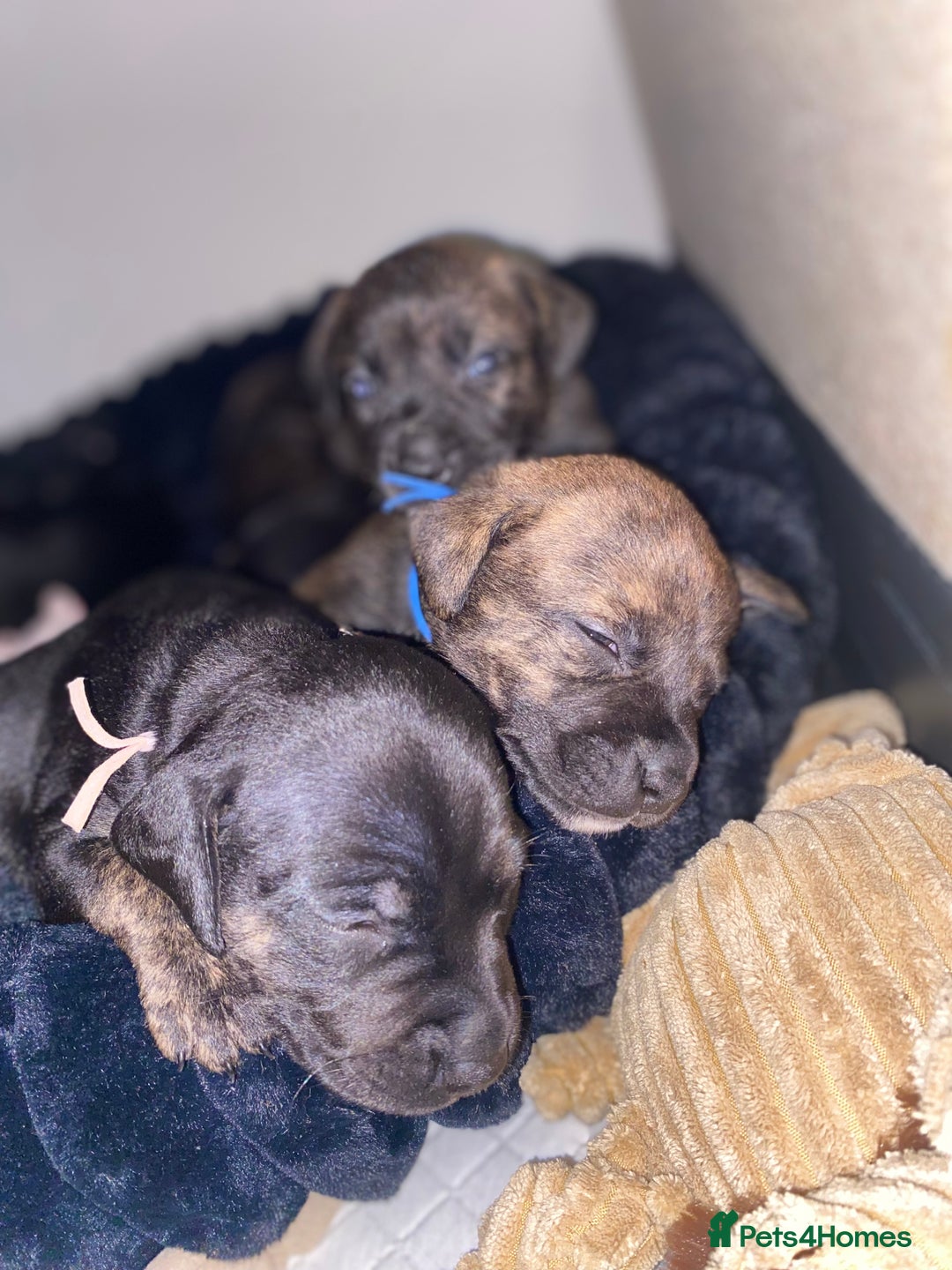 Staffordshire Bull Terrier dogs for sale: Beautiful tri and brindle staffy pups - Image 11