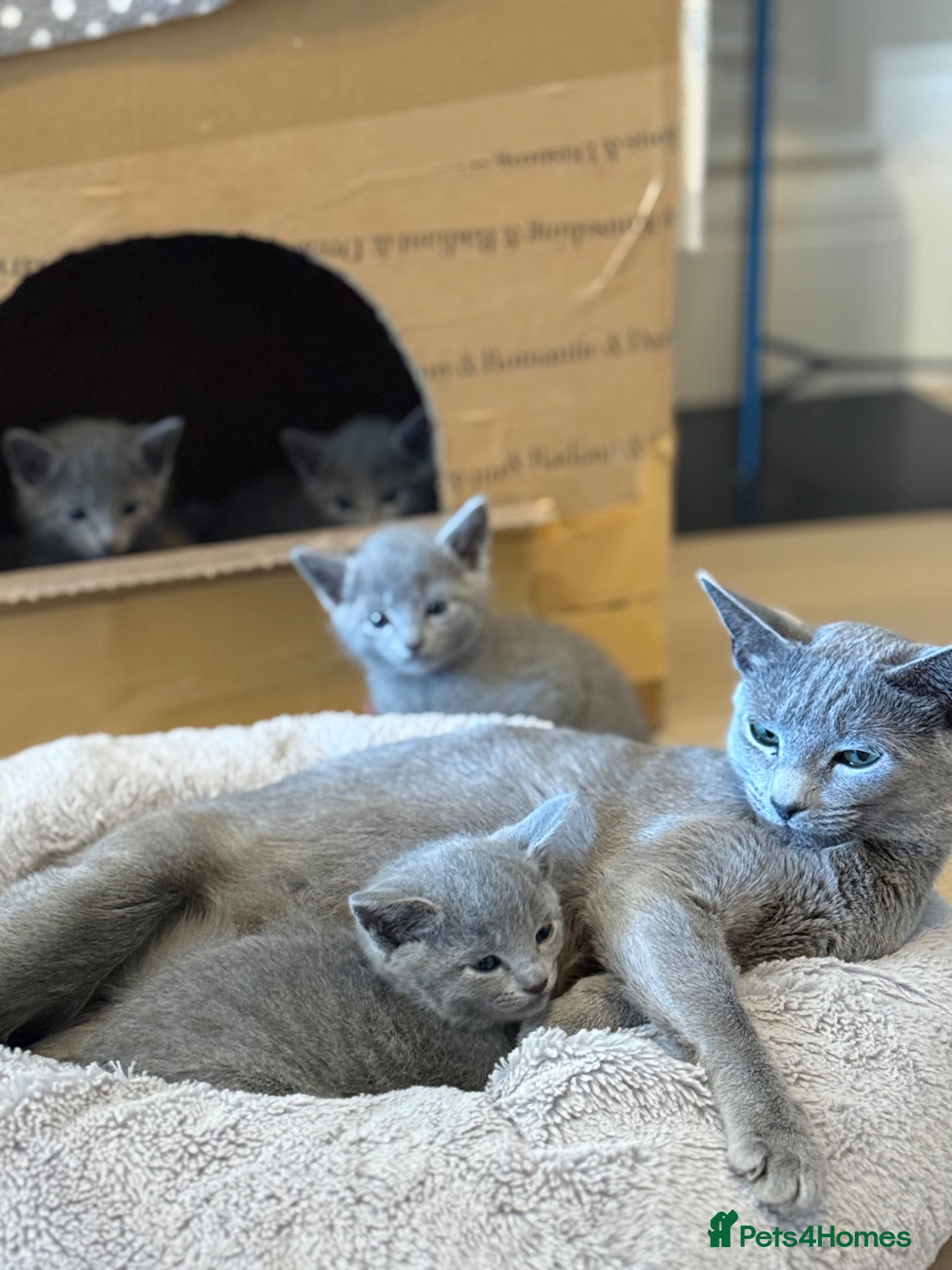 Russian Blue cats Pure Russian blue kittens with emerald green eyes! - Advert 1