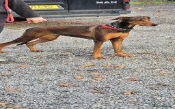 Mixed Breed dogs for adoption: BEAUTIFUL BONNIE  - Image 11