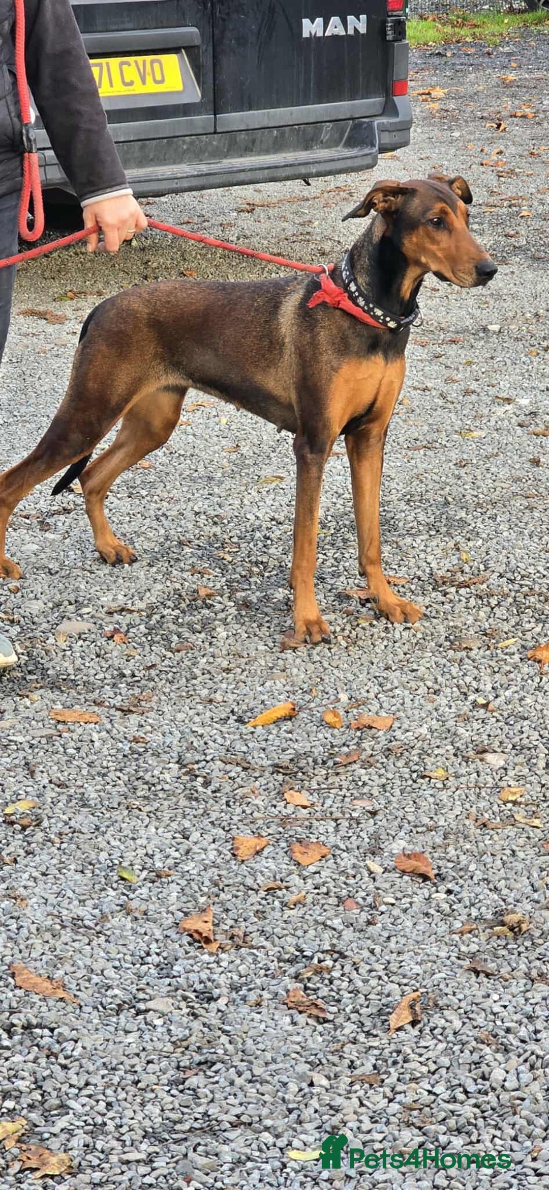 Mixed Breed dogs for adoption: BEAUTIFUL BONNIE  - Image 11