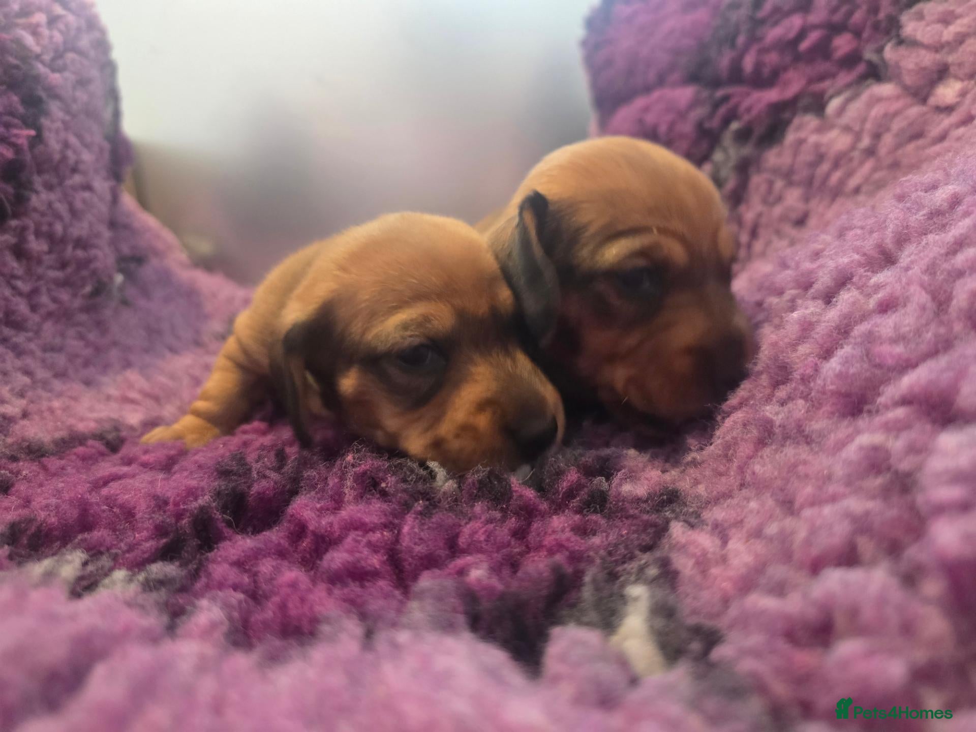 Miniature Dachshund dogs 2 shaded red girls left KC mini Dacshunds - Advert 1