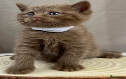 British Shorthair cats for sale: 5 Star - BSH Litter (Two Cinnamon, Fawn & Lilac) - Image 9