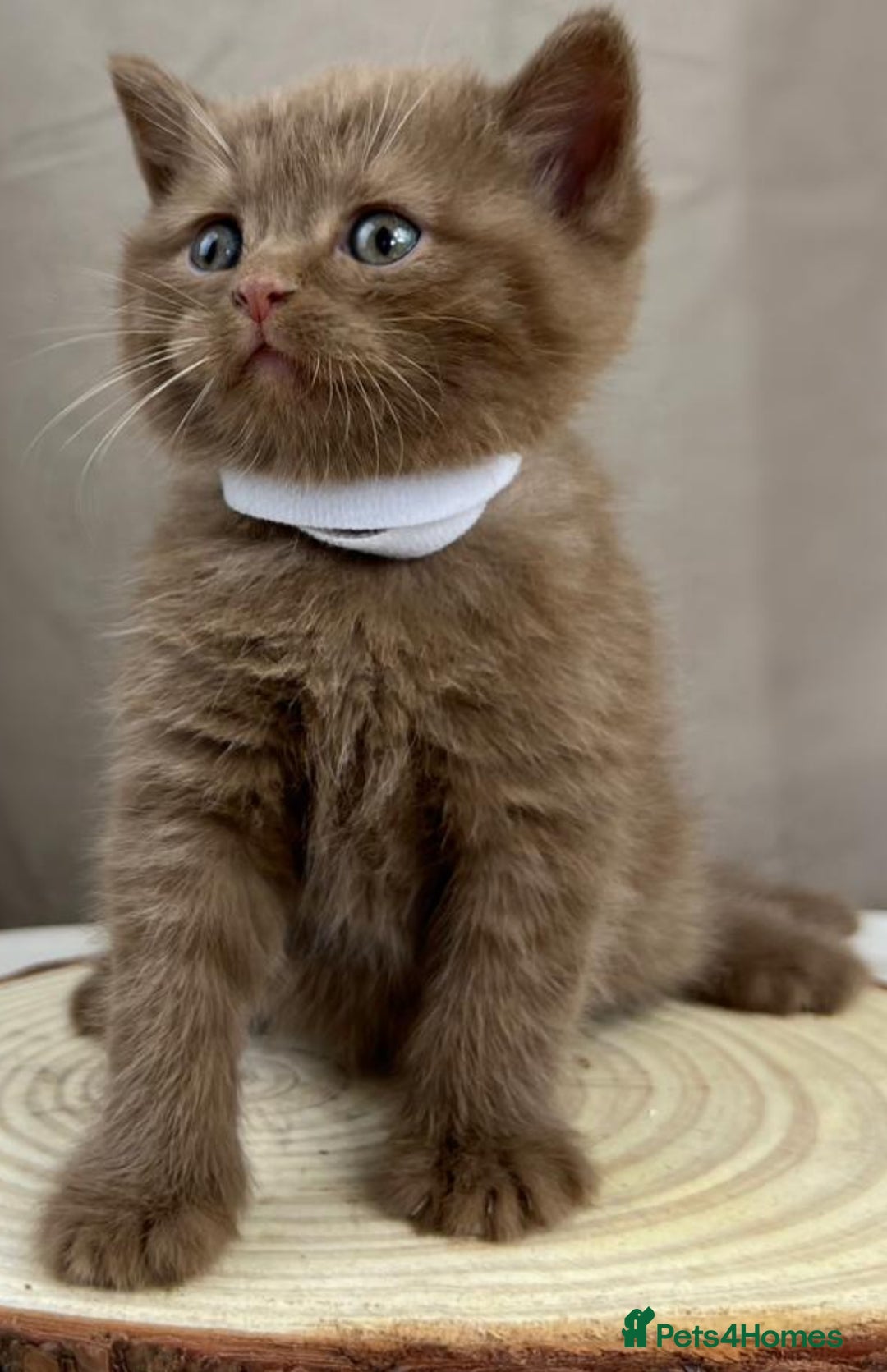 British Shorthair cats for sale: 5 Star - BSH Litter (Two Cinnamon, Fawn & Lilac) - Image 9