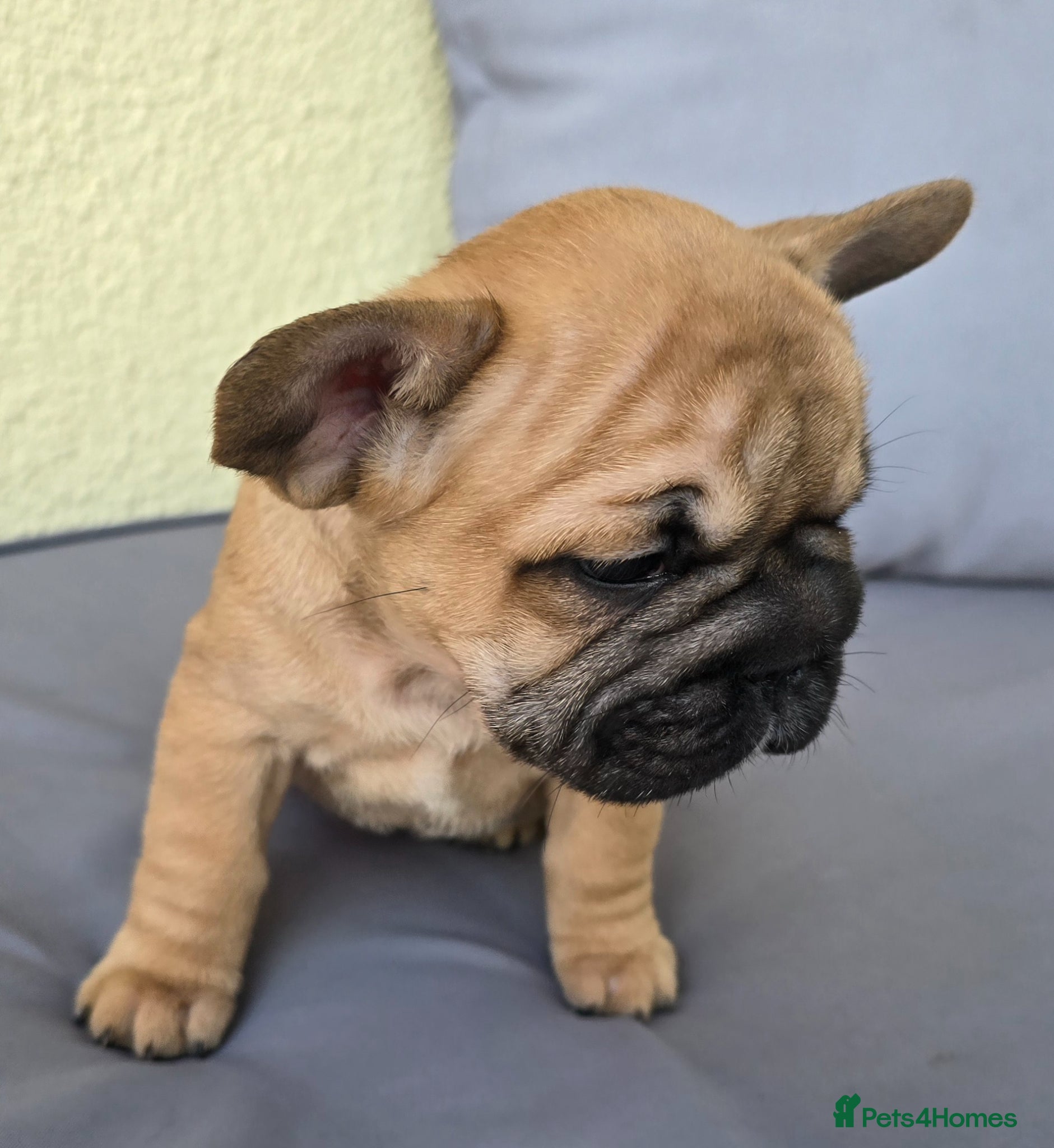 French Bulldog dogs French Bulldog Puppies ONLY ONE LEFT  - Advert 1