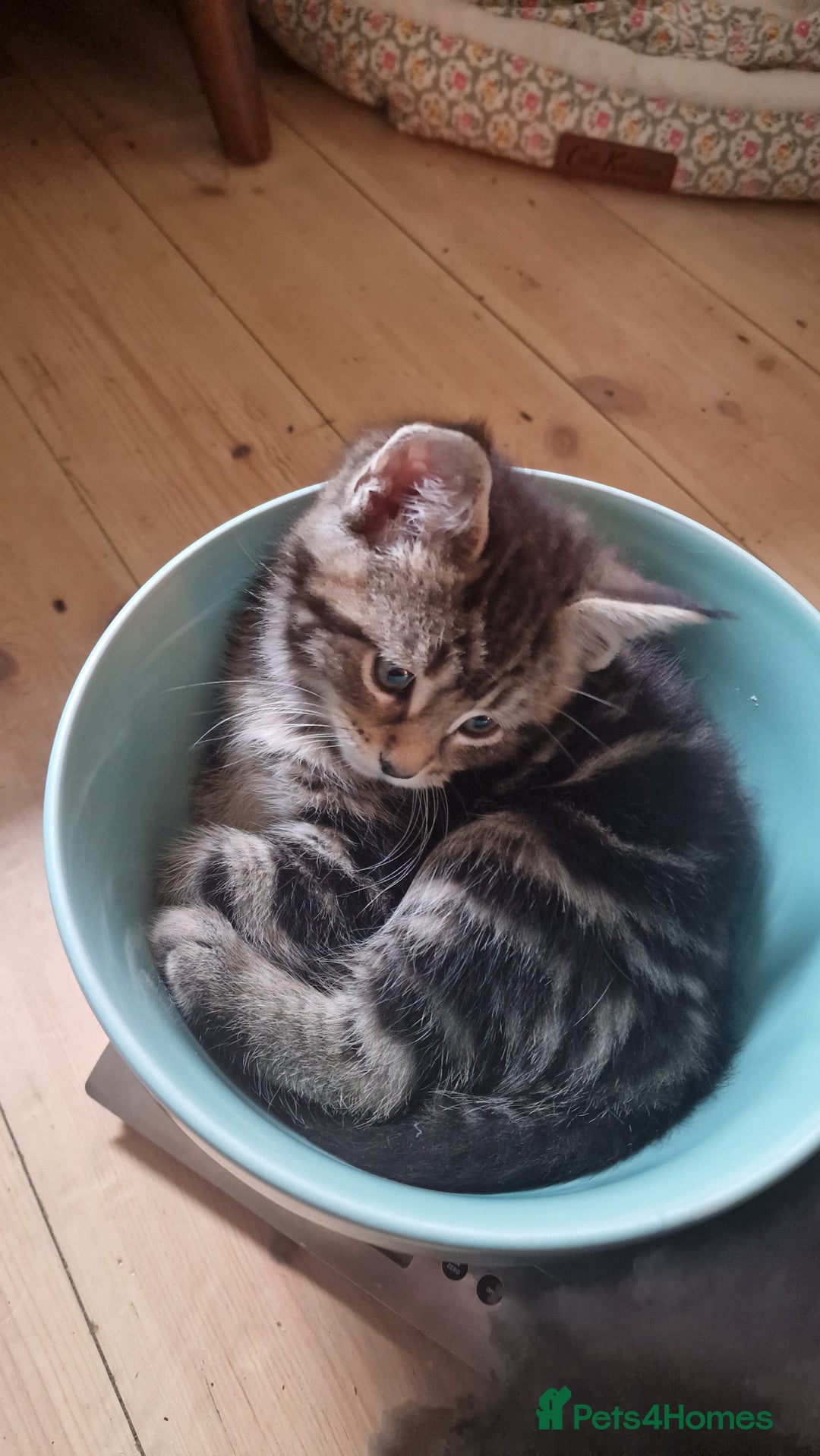 Maine Coon cats for sale: 3 maincoone x kittens - Image 20
