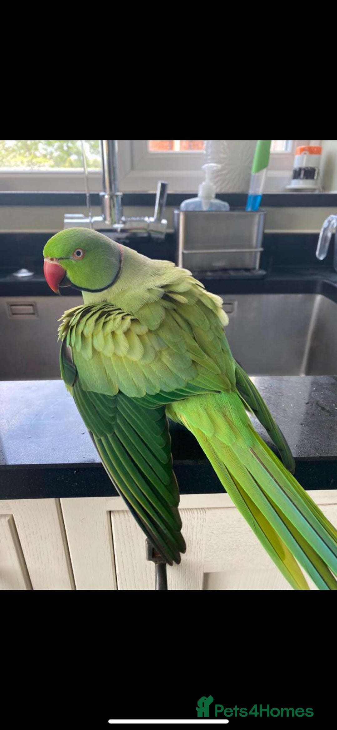 Parrots birds for sale: George the Indian Ringneck - Image 5