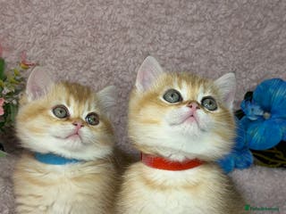 British Shorthair cats British shh golden, silver GCCF kittens - Advert 2