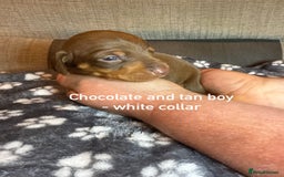Miniature Dachshund dogs for sale: 7 beautiful miniature dachshund puppies for sale - Image 2