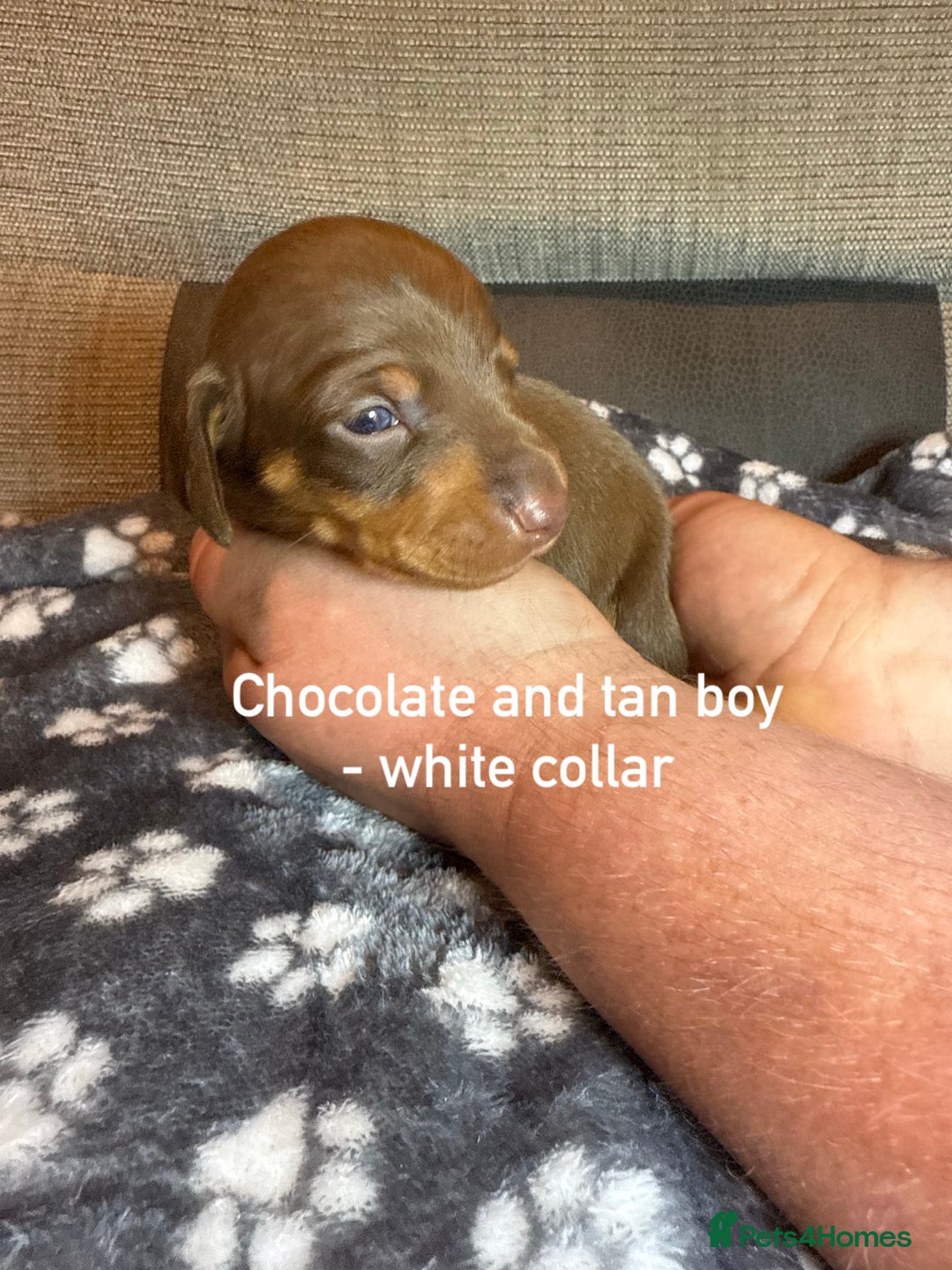 Miniature Dachshund dogs for sale: 7 beautiful miniature dachshund puppies for sale - Image 2