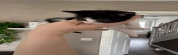 Mixed Breed cats for sale: 4 Kittens for sale - Advert 5