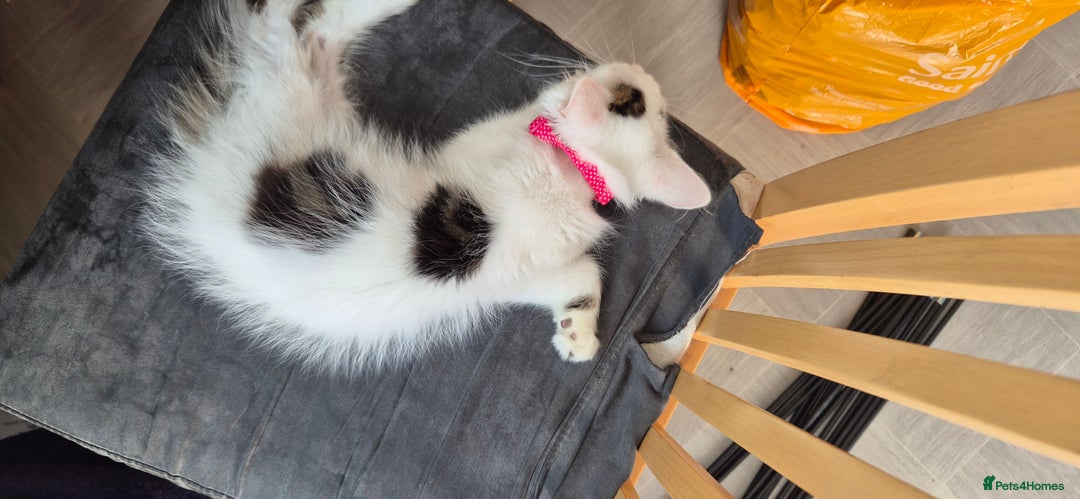 Mixed Breed cats for sale: Female white and tabby spot kitten - Image 1