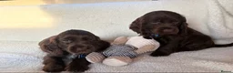 Cocker Spaniel dogs for sale: Show type cocker spaniels in Ipswich - Advert 8