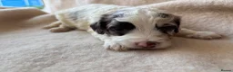 Sproodle dogs for sale: F1 Sproodle Puppies  - Advert 20