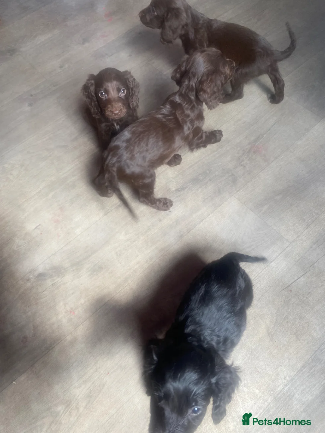 Mixed Breed dogs for sale: Spaniel puppies  - Advert 2