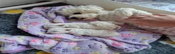 Bichon Frise dogs for sale: KC REG BICHON FRISE HEALTH TESTED CHAMPION LINES - Advert 3
