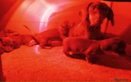 Dachshund dogs for sale: Beautiful dachshund babies  - Image 11