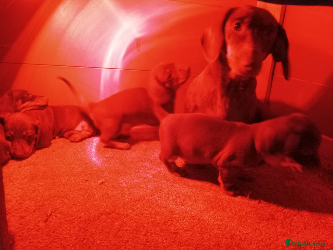 Dachshund dogs for sale: Beautiful dachshund babies  - Image 11