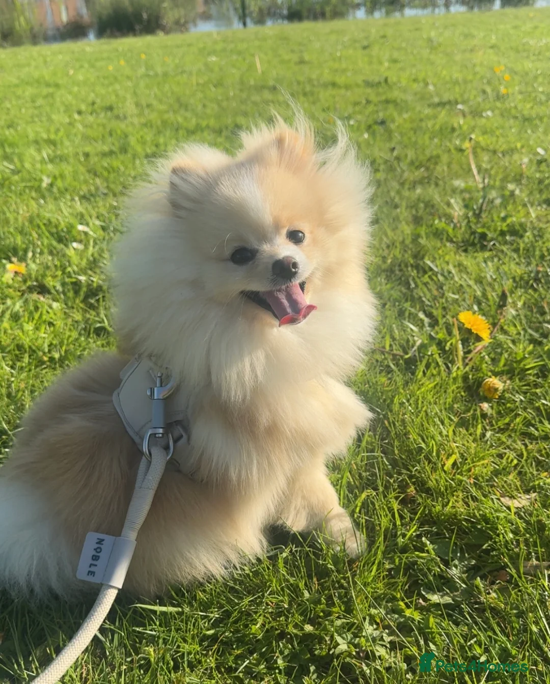 Pomeranian dogs for stud: Pomeranian ready to be stud. - Advert 1