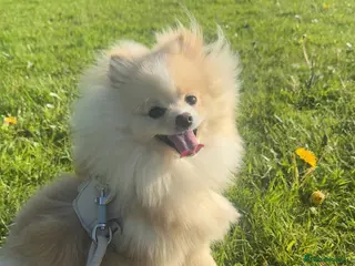 Pomeranian dogs Pomeranian ready to be stud. - Advert 2