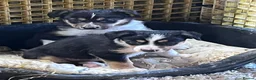 Mixed Breed dogs for sale: Beautiful tri colour border collie pups in Builth Wells - Advert 10