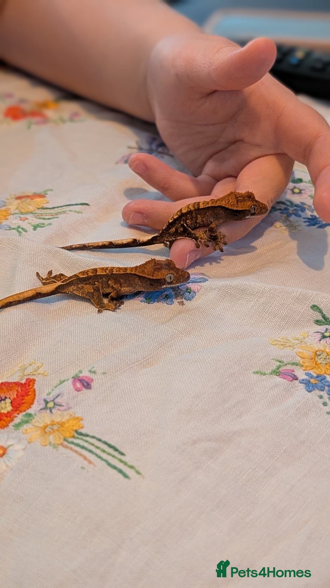 Gecko reptiles for sale: Crested Gecko Babies - Advert 3