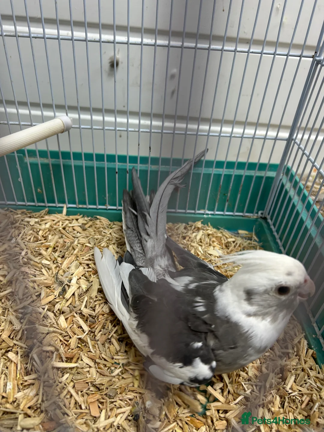 Cockatiels birds for sale: Male cockatiel - Advert 6