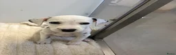 Dalmatian dogs for sale: Dalmatian puppies - Advert 7