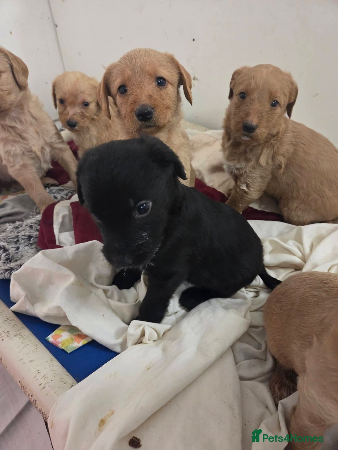 Labradoodle dogs for sale: Labradoodles for sale - Advert 8