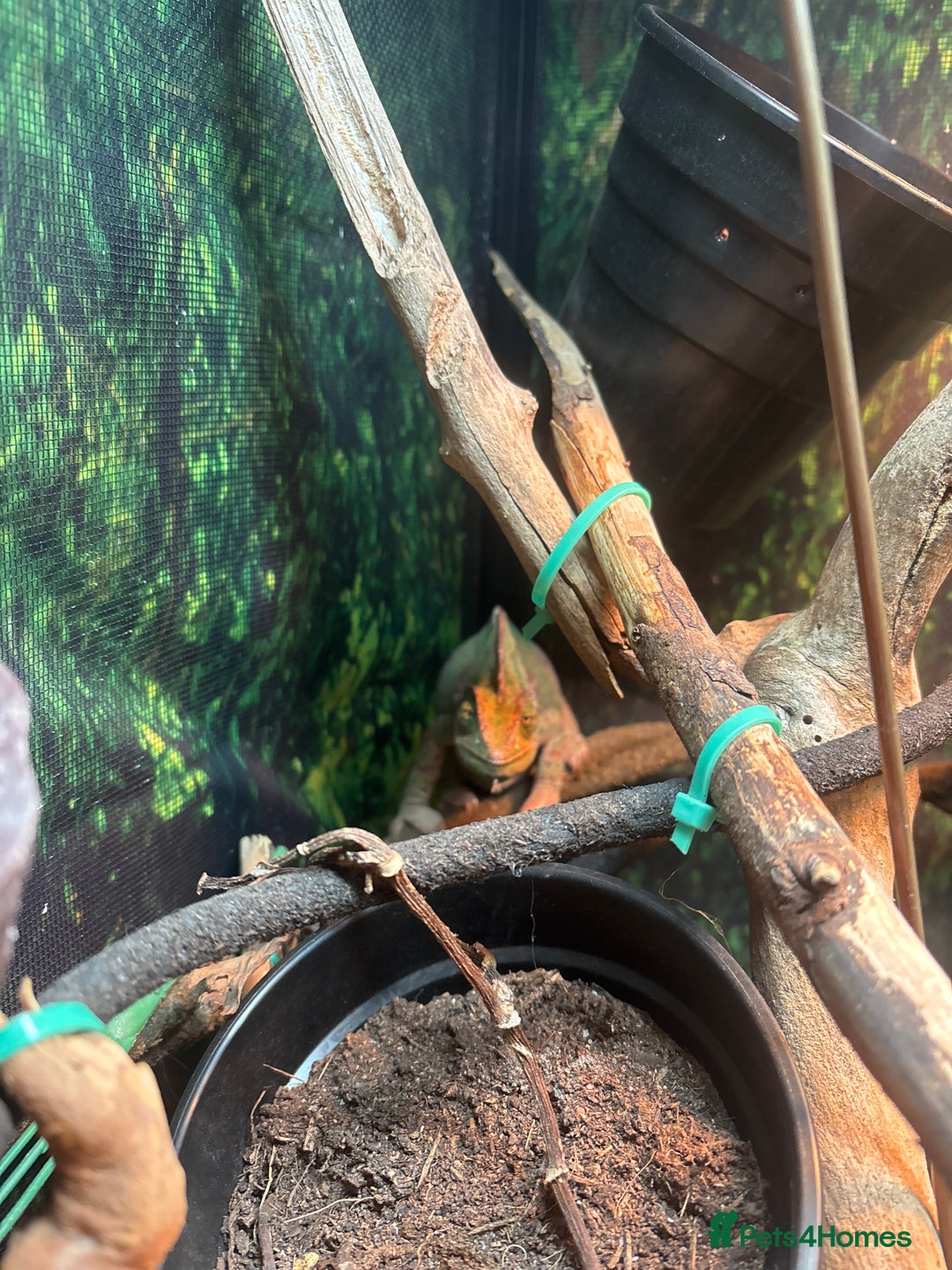 Chameleon reptiles for sale: Chameleon for sale  - Image 4