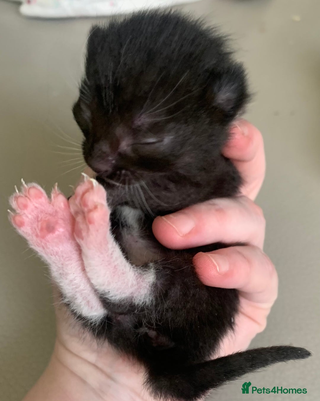 Mixed Breed cats for sale: Mixed litter of beautiful kittens  - Advert 4