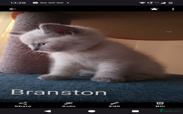 Ragdoll cats for sale: 4 stunning ragdoll kittens left - Image 3