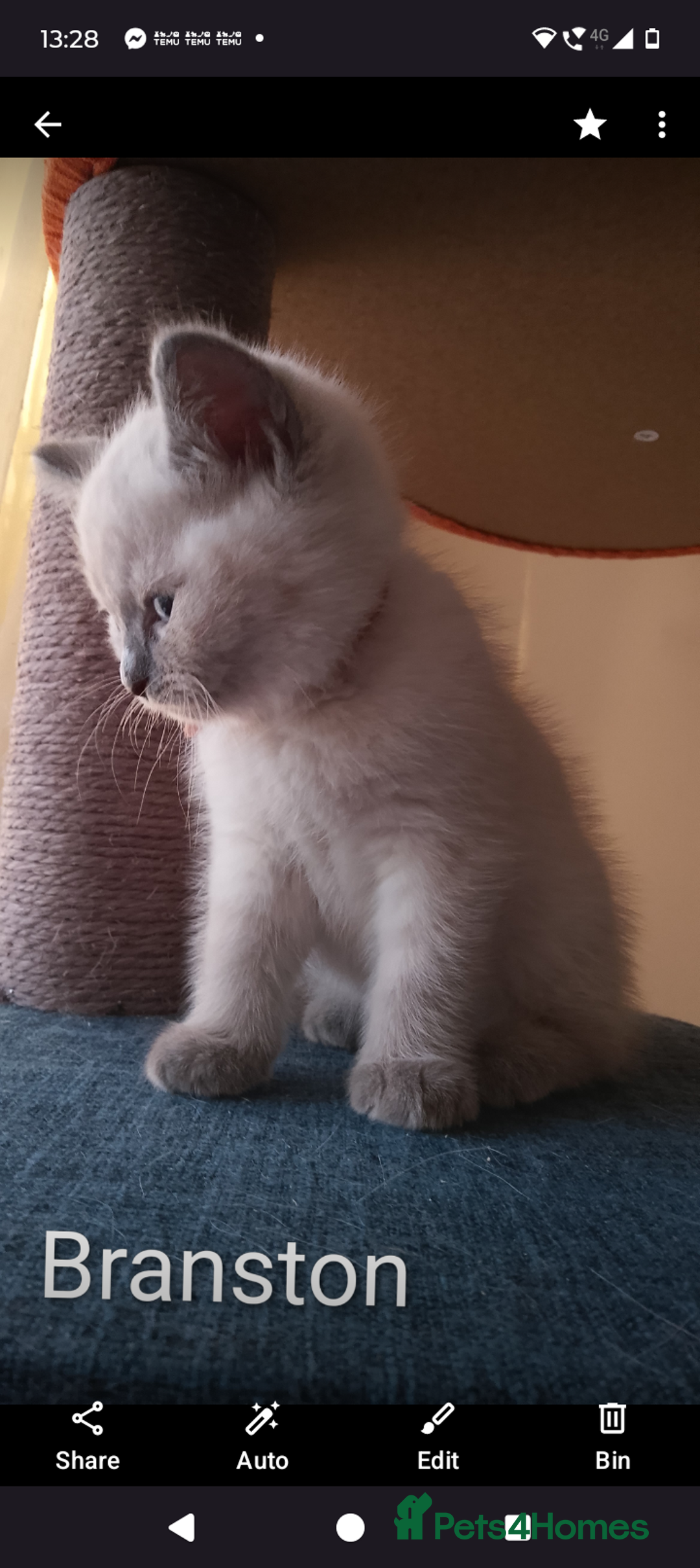 Ragdoll cats for sale: 4 stunning ragdoll kittens left - Image 3