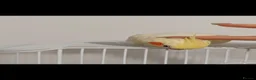 Cockatiels birds for sale: Tame Female Lutino Cockatiel + Cage & Food £30 in Leeds - Advert 4