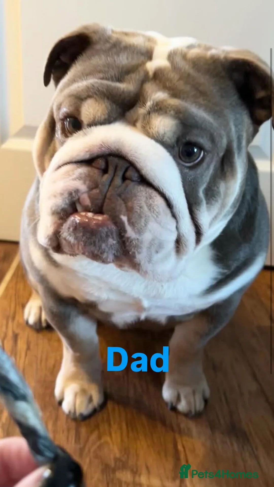 English Bulldog dogs for sale: 6 beautiful English bulldogs  - Advert 2