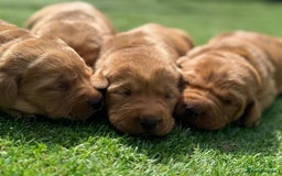 Labrador Retriever dogs for sale: Gorgeous KC Fox Red Labradors 🦊  - Image 1