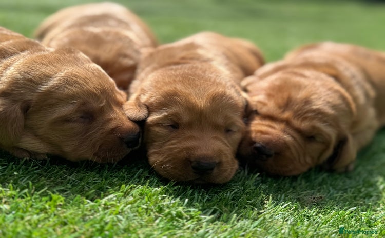 Labrador Retriever dogs - Advert 2