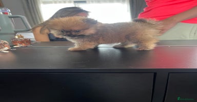 Pomeranian dogs - Advert 4